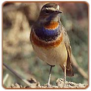 Red Spotted Bluethroat, Delhi Tours