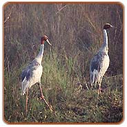 Siberian Cranes, Bharatpur Tours