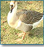 South India Birding Tour