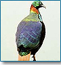 Special Birding Tour with Bird Guide