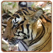Tiger, Bandhavgarh Jungle Safari