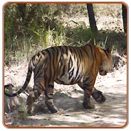 Tiger, Kanha Wildlife Safari