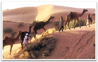 Camel Safari, Bikaner Travel Packages
