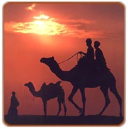 Camel- Ride, Jaipur Travels & Tours