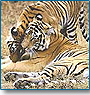 Desert Safari Rajasthan with Golden Triangle