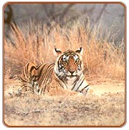 Tiger, Kanha Tours & Travels