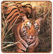 Tiger, Ranthambhore Tours & Travels