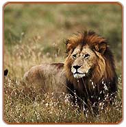 Gir Lion, Gir Holiday Vacations
