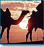 Rajasthan with Gujarat Tour