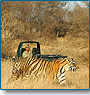Golden Trangle tour with Wildlife