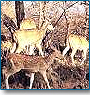 India Jungle Tour- Lure of Jungle