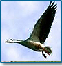Indian wildlife with Nepal Tour