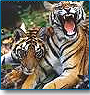 Taj & Tiger Tour