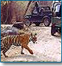 Tiger Safari in India