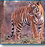 Wildlife Tour of India
