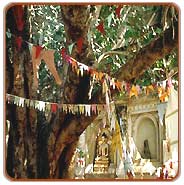 Bodhytree, Varanasi Tours