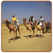Camel Safari, Jodhpur Travel Packages