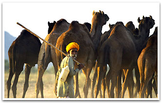 Camel Fiar, Pushkar Travel Packages