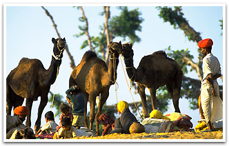 Camel Fair, Pushkar