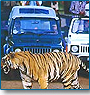 Temples & Tigers of India