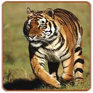 Tiger, Bandhavgarh Tours