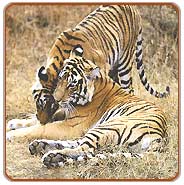 Tigers, Bandhavgarh Vacations