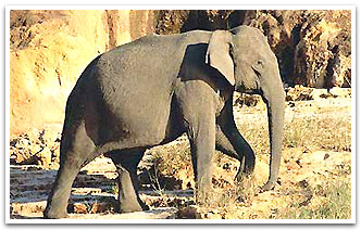 Elephant, Periyar Tours