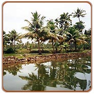 Backwaters, Cochin Travel Packages