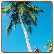 Coconut Harvesting, Kerala Travels