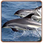 Dolphins, Pondicherry Holidays