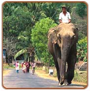 Elephant, Kerala Vacations