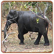 Elephant, Periyar Travels