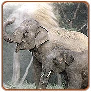 Elephant, Dandeli Wildlife Sanctuary