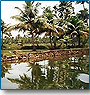 Backwater Tours of Kerala