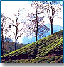 Kerala Coconut Land Tour 