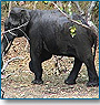 Kerala Highlights Tour