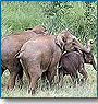 Kerala Wildlife Tour 