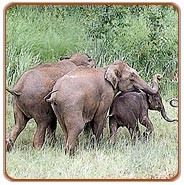 Wildlife, Kerala Holiday Vacations