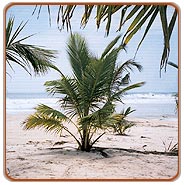 Marari Beach, Cochin Holiday Vacations