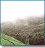Monsoon Spirits Of Kerala 