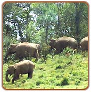 Elephants, Munnar Trous