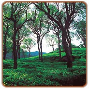 Munnar Garden, Munnar Tourism