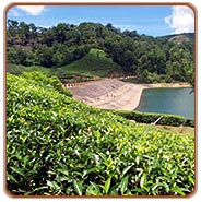 Munnar Hill Station