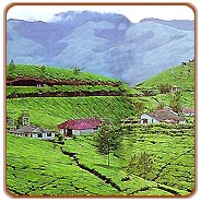 Munnar Holiday Vacations