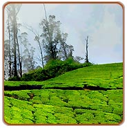 Tea Plantation, Munnar Holidays