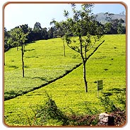 Munnar Holiday Vacations