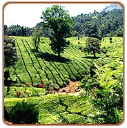 Munnar Travel Vacations