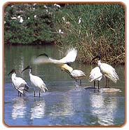 Bird Santuary, Kumarakom Tours