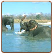 Wildlife, Periyar Vacations