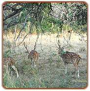 Spotted Deer, Waynadu Travels